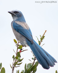 Aphelocoma coerulescens