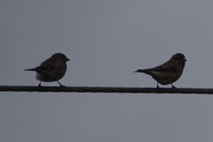 Linaria flavirostris
