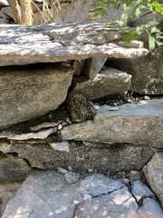 Escobaria emskoetteriana