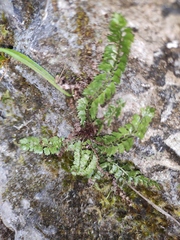 Polystichum lanceolatum