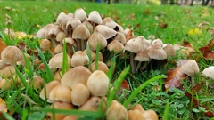 Coprinellus