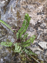 Polystichum lanceolatum