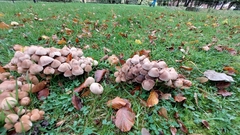 Coprinellus