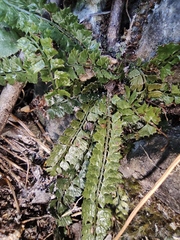Polystichum lanceolatum