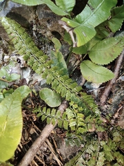 Polystichum lanceolatum