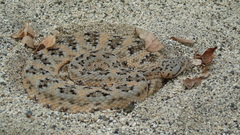 Crotalus mitchellii