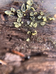 Chlorosplenium
