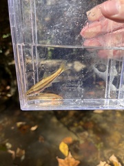 Chrosomus erythrogaster