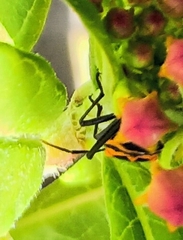 Oncopeltus fasciatus