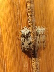 Agrotis sabine