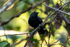 Cercomacra carbonaria