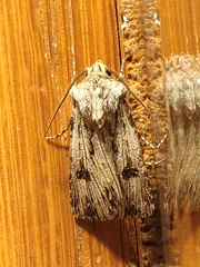Agrotis sabine