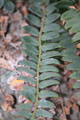 Cyrtomium nephrolepioides