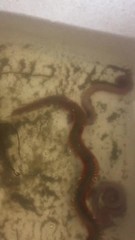 Alitta virens