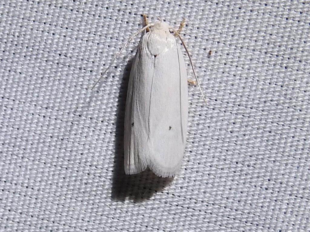 Antaeotricha albulella