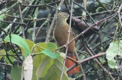Anabacerthia striaticollis