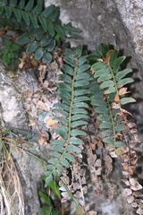 Cyrtomium nephrolepioides