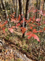 Oxydendrum arboreum