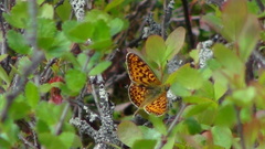 Boloria euphrosyne