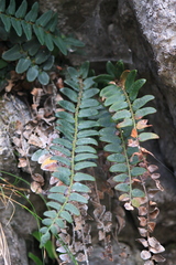 Cyrtomium nephrolepioides