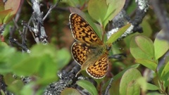 Boloria euphrosyne