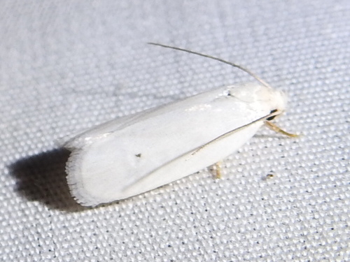 Antaeotricha albulella photo 2