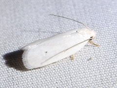 Antaeotricha albulella