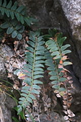 Cyrtomium nephrolepioides