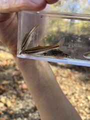 Chrosomus erythrogaster