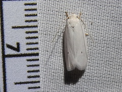 Antaeotricha albulella