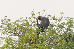 Chlorocebus pygerythrus pygerythrus