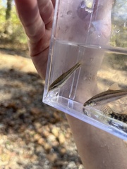 Chrosomus erythrogaster