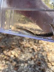 Chrosomus erythrogaster