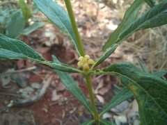 Fadogia homblei
