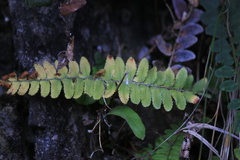 Polystichum craspedosorum