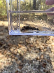 Etheostoma caeruleum