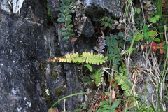 Polystichum craspedosorum