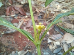 Fadogia homblei