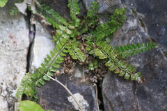 Polystichum lanceolatum