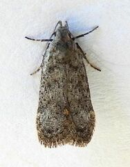 Anacampsis comparanda