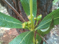 Fadogia homblei