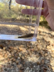 Etheostoma caeruleum