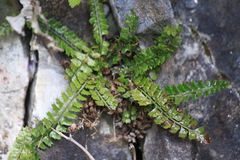 Polystichum lanceolatum