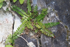 Polystichum lanceolatum