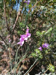 Heliophila juncea