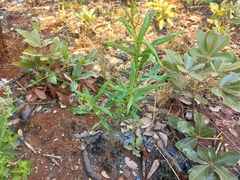 Fadogia homblei