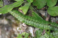 Polystichum lanceolatum
