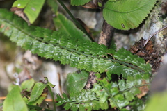 Polystichum lanceolatum