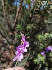 Heliophila juncea