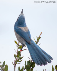 Aphelocoma coerulescens